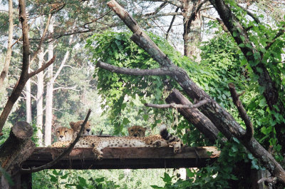 Cheetah - Isis is the one in the back
