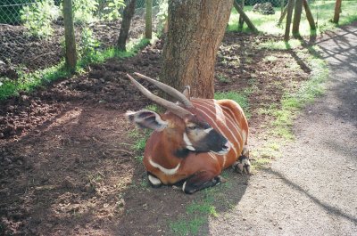 The orphanage's pride & joy, and a new dad - Ian, the male bongo