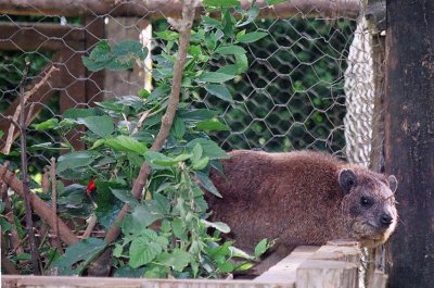 Rock hyrax