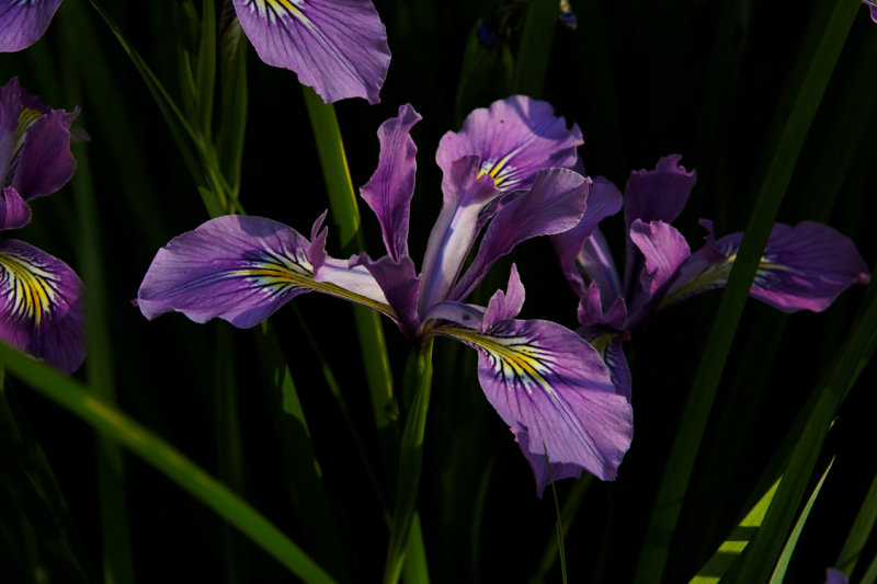 Wild Iris out in the wood lot