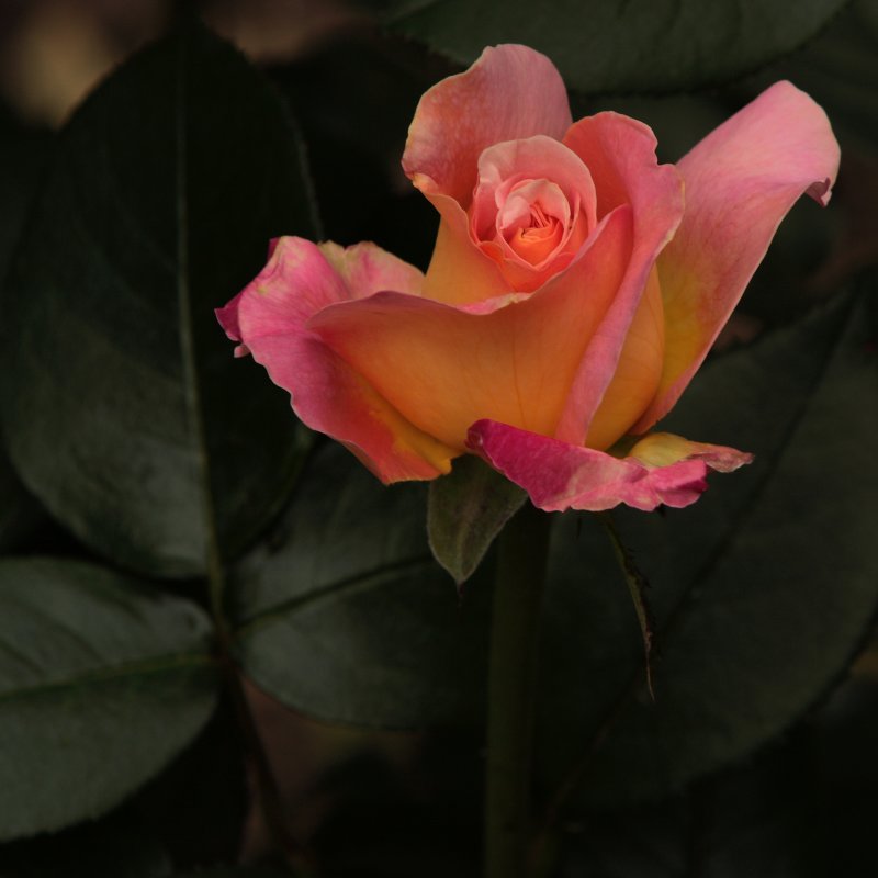 First rose bush to bloom at the Oberland in 08 .JPG
