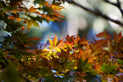 Ornamental maple leaves