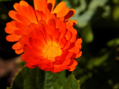 English daisy