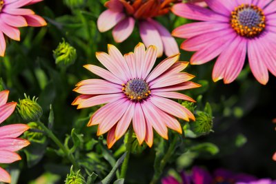 IMG_6695_DxO_RAW.jpg