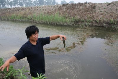 VN