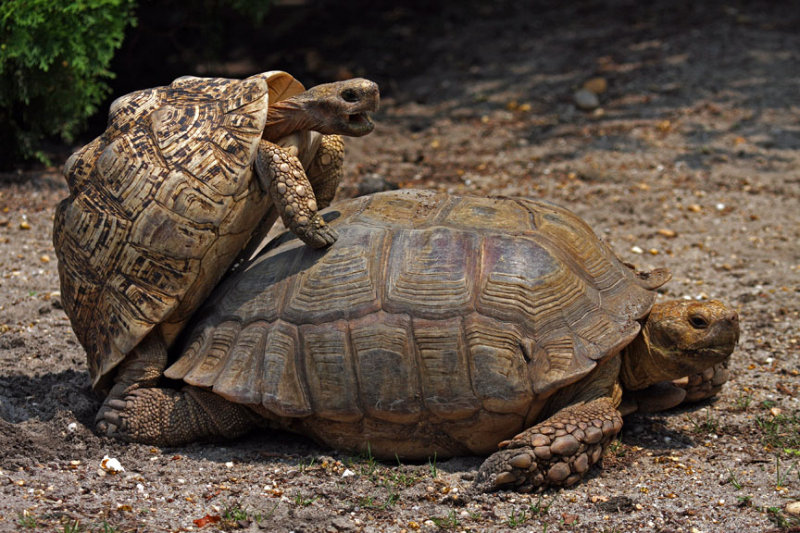 Turtle Dance.jpg