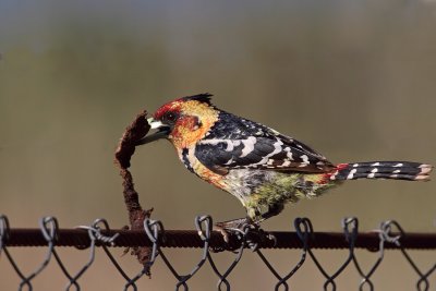 Crested Barbet