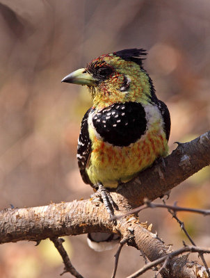 Crested Barbet