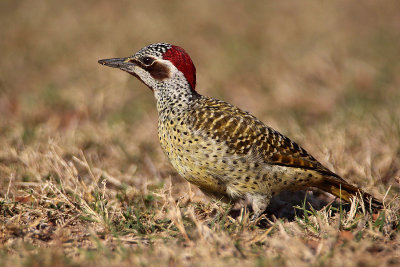 Female Bennett's Woodpecker