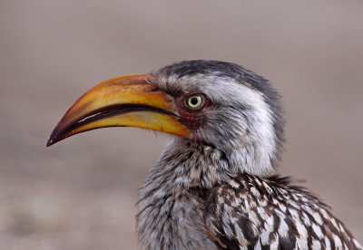 Southern Yellow-Billed Hornbill