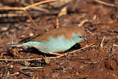 Blue Waxbill