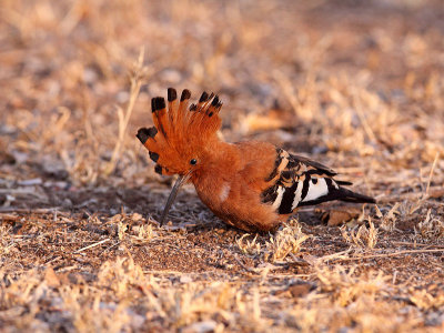 Birds of South Africa - Kruger National Park