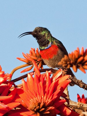 Male Greater Double-collared Sunbird