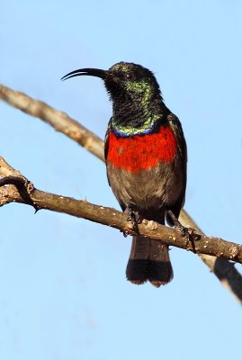 Male Greater Double- collared Sunbird
