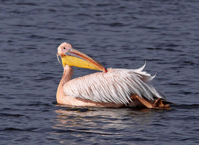 Great White  Pelican