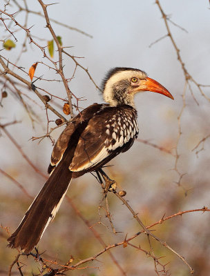 Red-billed Hornbill