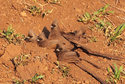 Speckled Mousebird