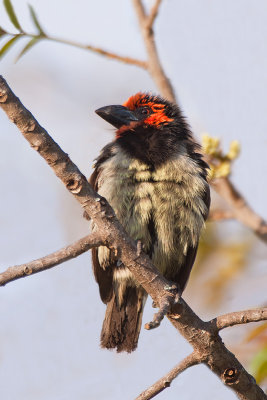 Black-collared Barbet