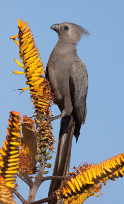 Grey Go-away-bird