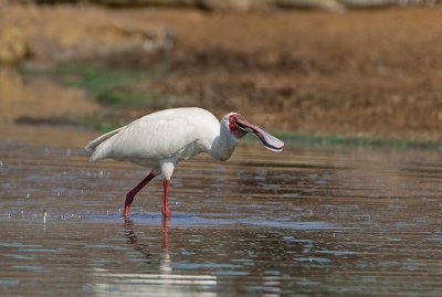 African Spoonbill