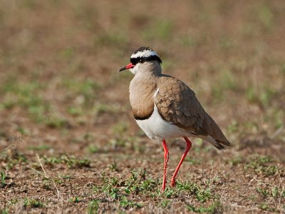 Crowned Lapwing