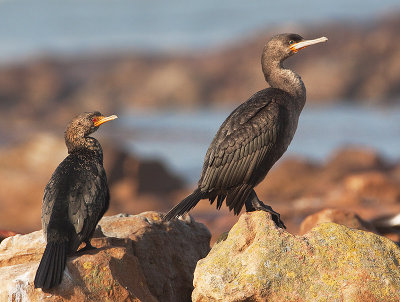 Crowned Cormorant and Cape Cormorant