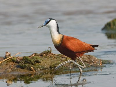 African Jacana