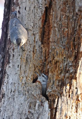 Krper's Nuthatch