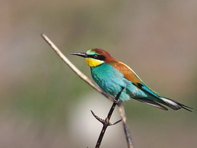 Bee-eater