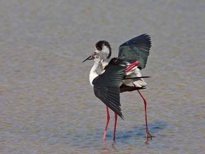Black-winged Stilt mating