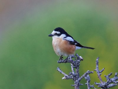 Masked Shrike