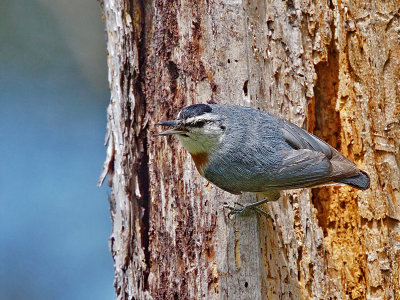 Krper's Nuthatch