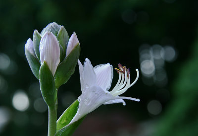 Flowering Hosta