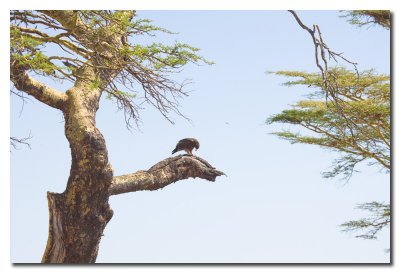 Aguila y presa  -  Eagle and prey