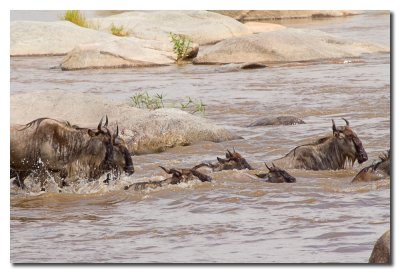 Ņus cruzando el rio Mara - Wildebeest crossing the Mara river