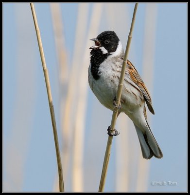 Rietgors -  Reed Bunting