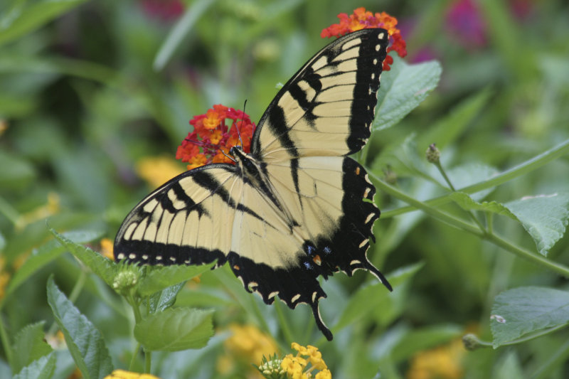 Swallowtail