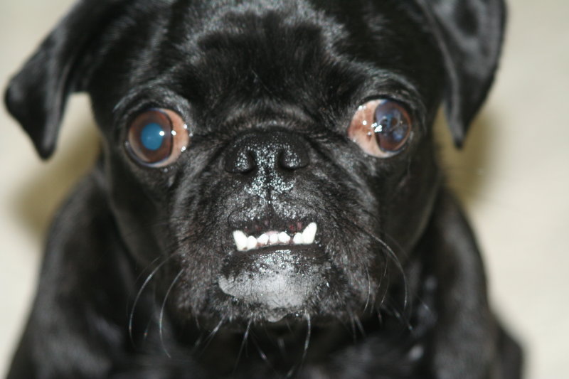 Ms. Bailey Bentwhiskers, a pug with attitude!