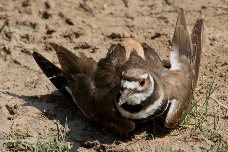 Killdeer