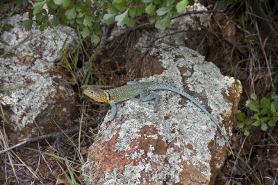 Collared lizard