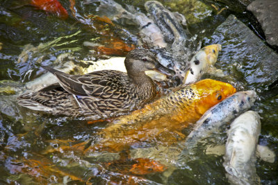 Fish and duck