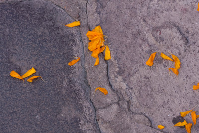 Underfoot, marigold petals signal that preparation is underway for Day of the Dead.