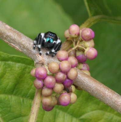 The Itsy Bitsy Spider