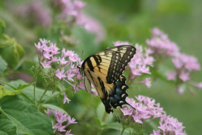 Tiger swallowtail