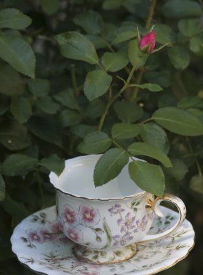 A teacup for the birds in the rose garden