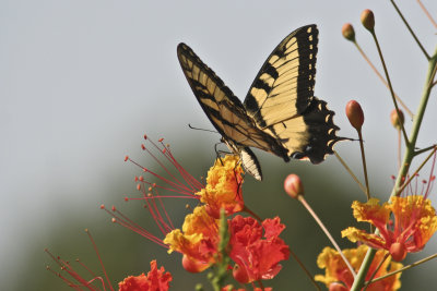 Swallowtail