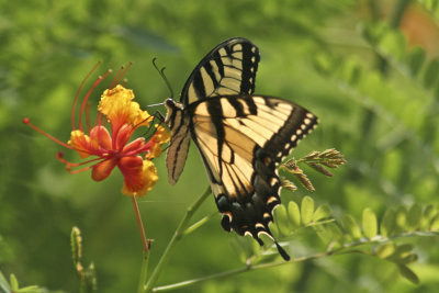 Swallowtail