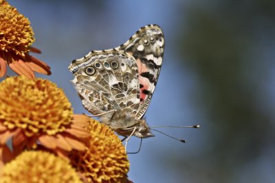 Painted Lady