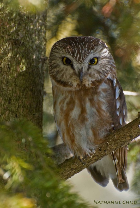 Saw-whet Owl