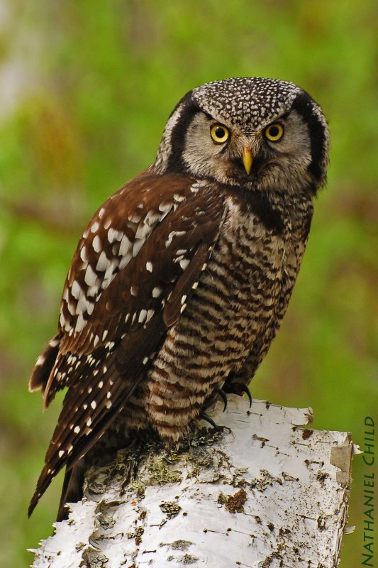 Northern Hawk Owl